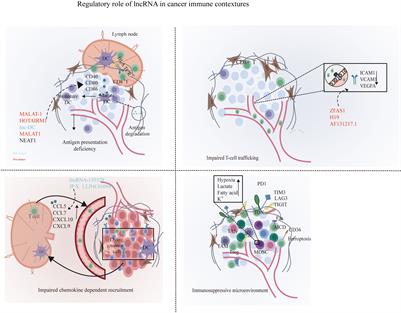 Exploring the regulatory role of lncRNA in cancer immunity